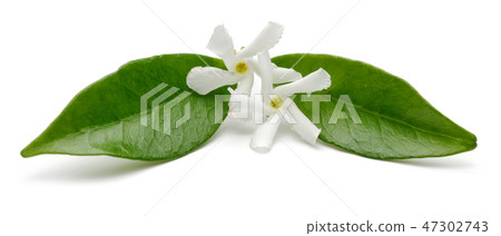 Star jasmine flowers with leaves 47302743