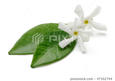 Star jasmine flowers with leaves 47302744