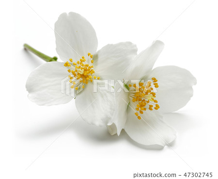 White jasmine flowers on white background 47302745