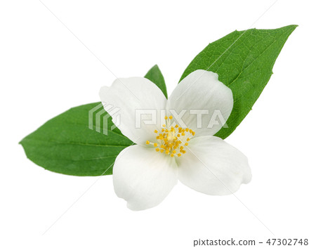 White jasmine flowers with green leaves 47302748
