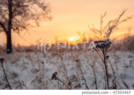 Frosted flowers in the sunset light Frosted flowers in the sunset light 47303487