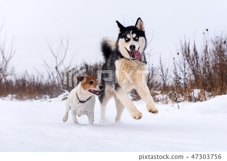 Siberian husky and jack russel terrier 47303756
