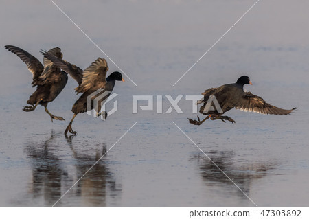 eurasian coot  in winter 47303892