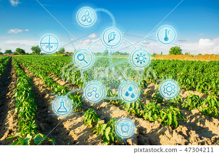 Modern farming. field of vegetables on a sunny day Modern farming. field of vegetables on a sunny day 47304211