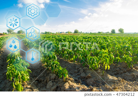 Planted on the field in a bright sunny day Planted on the field in a bright sunny day 47304212