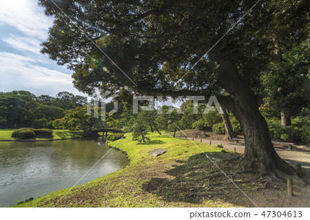 連接姐妹山後山的鶴橋橋的風景在日本花園,楓樹和秋葉的樹木的Rokugien的松樹包圍的大泉水中間。 連接姐妹山後山的鶴橋橋的風景在日本花園,楓樹和秋葉的樹木的Rokugien的松樹包圍的大泉水中間。 47304613