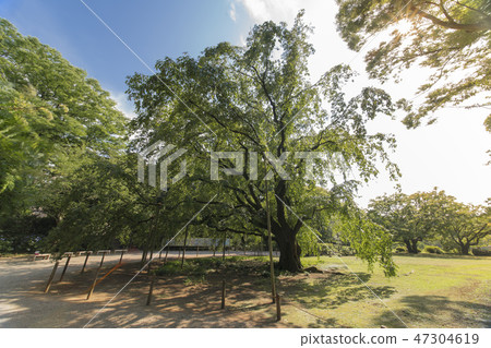 巨大的雲杉的存在，傳播長的樹枝，壓倒和壓倒Rikugien的內花園門。 47304619