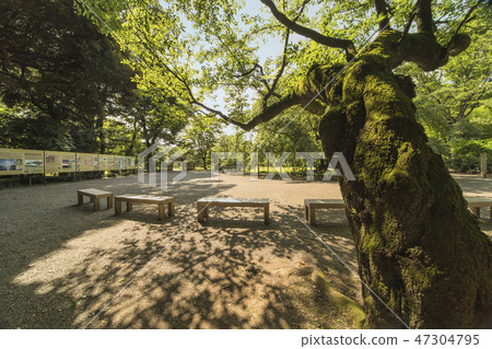 一棵厚厚的櫻桃樹長滿了苔蘚,在Rikugien的內花園大門下潛後排成長長的樹枝。 一棵厚厚的櫻桃樹長滿了苔蘚,在Rikugien的內花園大門下潛後排成長長的樹枝。 47304795
