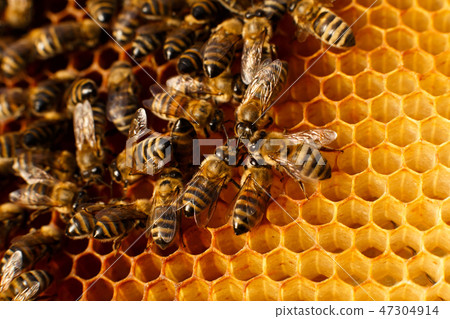 close up honeycomb in wooden beehive with bees on close up honeycomb in wooden beehive with bees on 47304914