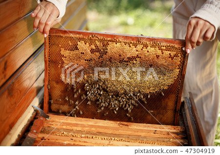 hands of beekeeper pulls out from the hive a wood hands of beekeeper pulls out from the hive a wood 47304919