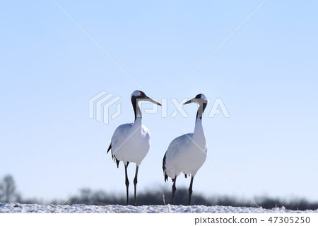 Two crowned cranes 47305250