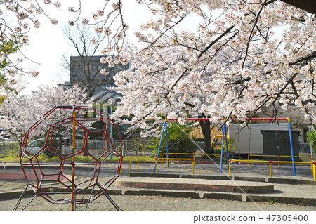 櫻花在中原和平公園,中原區,川崎市 櫻花在中原和平公園,中原區,川崎市 47305400
