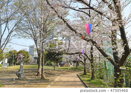 櫻花在中原和平公園,中原區,川崎市 櫻花在中原和平公園,中原區,川崎市 47305468