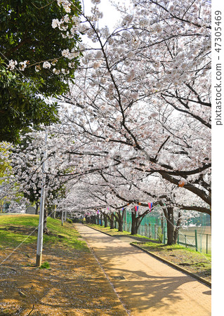 櫻花在中原和平公園，中原區，川崎市 47305469
