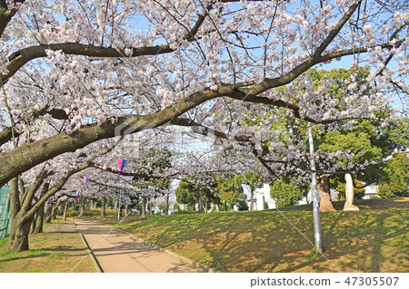 櫻花在中原和平公園,中原區,川崎市 櫻花在中原和平公園,中原區,川崎市 47305507