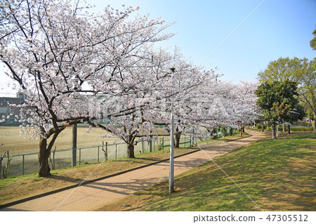櫻花在中原和平公園,中原區,川崎市 櫻花在中原和平公園,中原區,川崎市 47305512