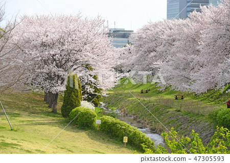 Cherry blossoms at Sagami Mikawa Park, Ebina City, Kanagawa Prefecture 47305593