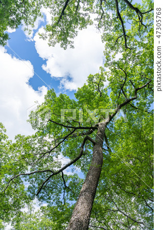 Nikko City, Tochigi Prefecture Tochinoki (August) Nikko City, Tochigi Prefecture Tochinoki (August) 47305768