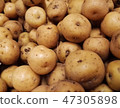 Colombian Creole potato (papa criolla). Raw tuber 47305898
