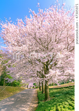 櫻花盛開在盛開的花 47305971