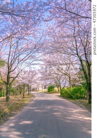 A row of cherry blossom trees in full bloom A row of cherry blossom trees in full bloom 47305972