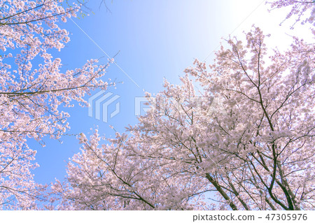 櫻花(空背) 櫻花(空背) 47305976
