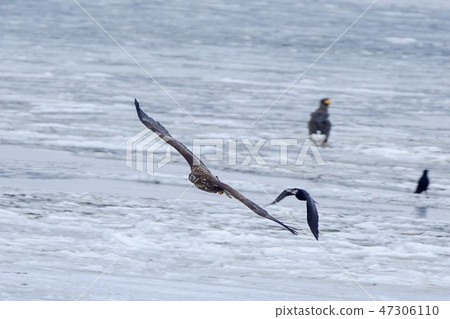 White-tailed crow crow 47306110