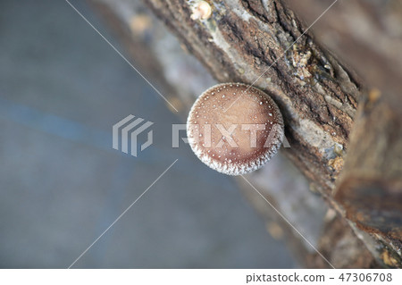 香菇狩獵 47306708