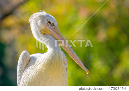 Pelican Pelican 47308454