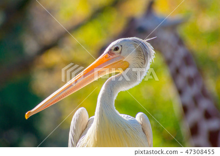 Pelican Pelican 47308455
