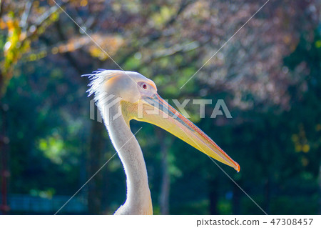 Pelican Pelican 47308457