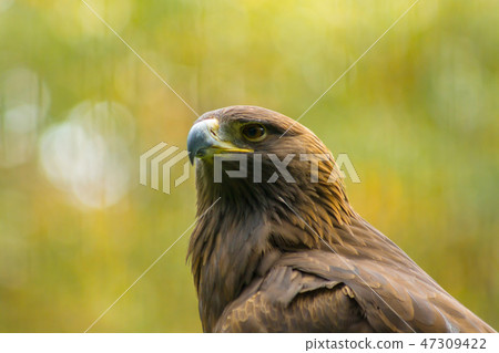 Eagle Eagle 47309422