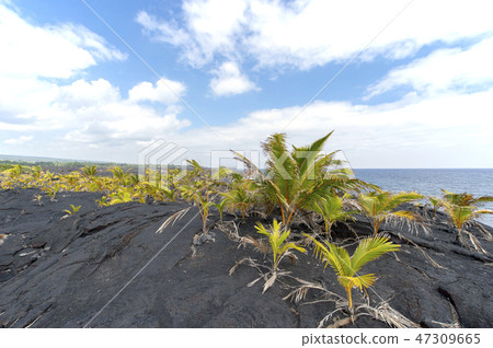 岩漿流 大島嶼 夏威夷群島 47309665