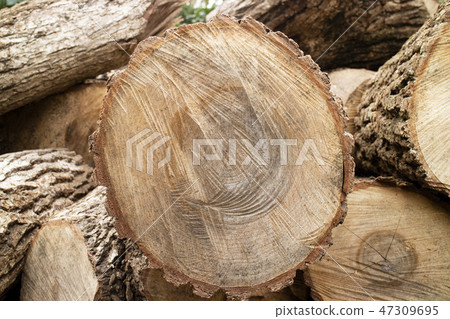 Cut timber 47309695