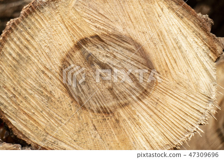 Cross section of wood 47309696
