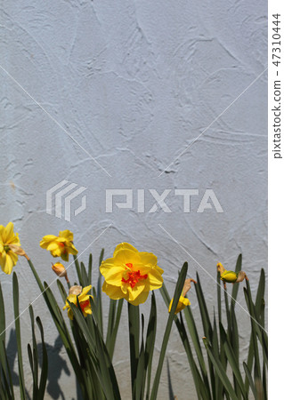 漂浮雙花水仙花 47310444