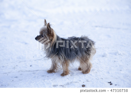 約克夏犬 47310738