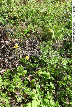 Landscape photograph 47310953