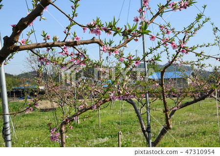 Landscape photograph Landscape photograph 47310954