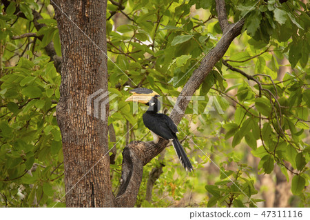 Malabar pied hornbill, Anthracoceros coronatus Malabar pied hornbill, Anthracoceros coronatus 47311116