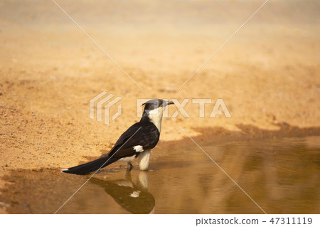 Jacobin cuckoo, Clamator jacobinus, Jhalana, India Jacobin cuckoo, Clamator jacobinus, Jhalana, India 47311119