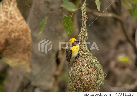 Baya weaver with nest, Ploceus philippinus, Pune Baya weaver with nest, Ploceus philippinus, Pune 47311126