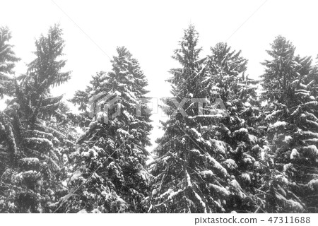 Spruce trees covered with snow. Spruce trees covered with snow. 47311688