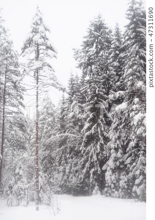Spruce forest at winter. Spruce forest at winter. 47311690