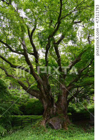 Zelkova's zelkova # 4 Zelkova's zelkova # 4 47311763