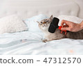 Cat in relaxing mood on the bed 47312570
