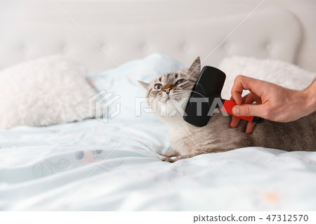 Cat in relaxing mood on the bed Cat in relaxing mood on the bed 47312570