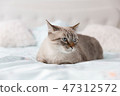Domestic European short hair cat 47312572