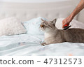 Domestic short hair cat on the bed 47312573
