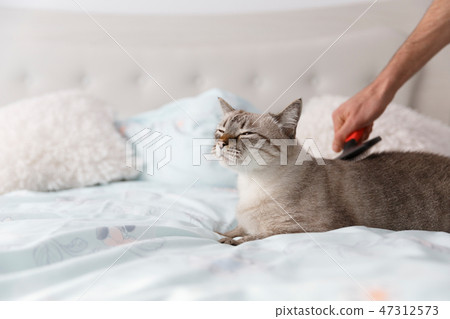 Domestic short hair cat on the bed Domestic short hair cat on the bed 47312573